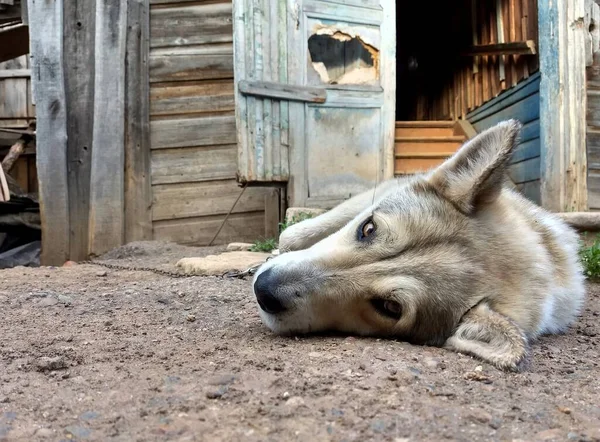 Olhar Triste Cão Deitado Chão Contra Fundo Uma Velha Casa — Fotografia de Stock
