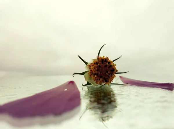 Foto Creativa Última Belleza Una Flor Contra Cielo Gris — Foto de Stock