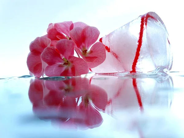 abstract composition of delicate pink color and cold ice with a red thread in it