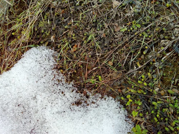 the texture of earth and young grass that Wake up in the spring after hibernation and are released from the snow cover