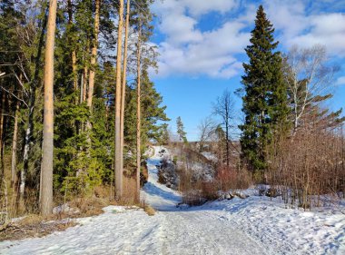 Kışın kış uykusundan uyanan yeşil ağaçlarla kaplı bir orman boyunca ilkbaharda karla kaplı bir yol boyunca bir yürüyüş.