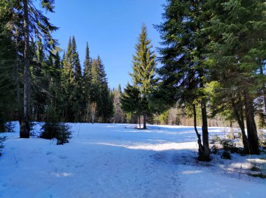 Ormandaki güneşli bahar manzarası mavi gökyüzünün arka planındaki ağaçlarla kış uykusundan henüz uyanmadı.