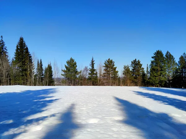 Ανοιξιάτικο Τοπίο Δέντρα Ένα Χιονισμένο Ξέφωτο Που Δεν Έχει Ξυπνήσει — Φωτογραφία Αρχείου