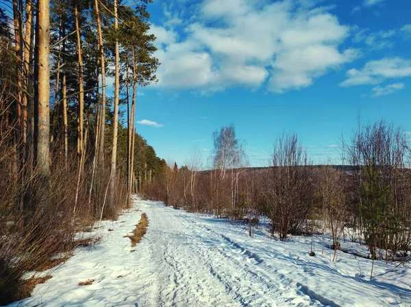 Δρόμος Κοντά Στο Δάσος Δεν Έχει Ξυπνήσει Ακόμα Από Χειμερία — Φωτογραφία Αρχείου