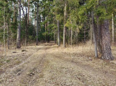 İlkbahar manzarası ve ormana giden bir yol.