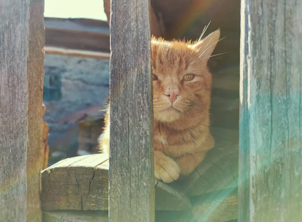 Gatto Rosso Che Sbircia Fuori Dietro Una Recinzione Legno Sole — Foto Stock