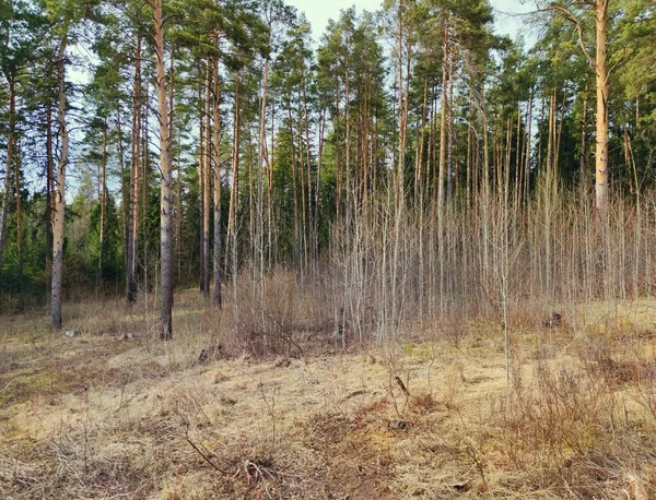 Paisagem Primavera Perto Floresta — Fotografia de Stock