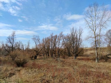 Güneşli bir bahar gününde, bir tarladaki ağaçlar bulutlu mavi gökyüzüne karşı.