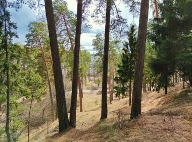 Çam ormanının kenarında güneşli sıcak bir gün.