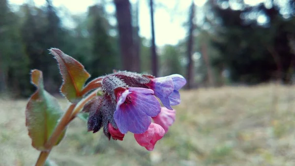 Purpurowy Kwiat Sosnowym Lesie — Zdjęcie stockowe