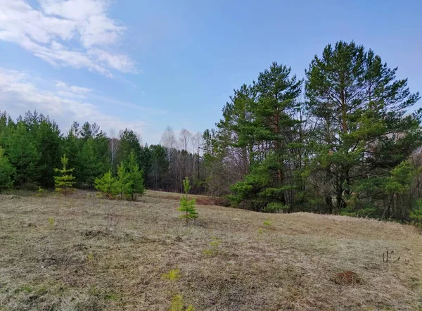 Paisaje Cerca Del Bosque Con Árboles Verdes Cielo Azul —  Fotos de Stock