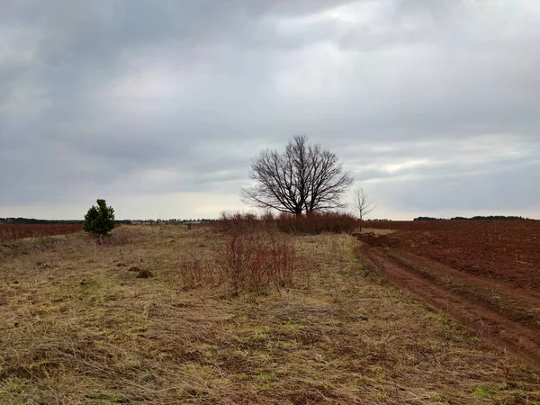 Céu Escuro Antes Chuva Sobre Campo Uma Árvore Com Arbustos — Fotografia de Stock