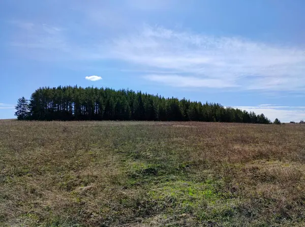 Plantación Bosque Verde Campo Contra Cielo Azul Con Nubes Día —  Fotos de Stock