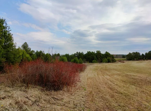 Arbusto Briar Vermelho Entre Uma Floresta Campo Contra Céu Azul — Fotografia de Stock