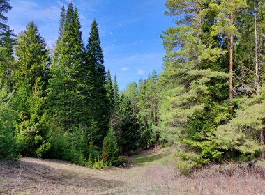 Ormanın yakınındaki güneşli arazi mavi gökyüzüne karşı.