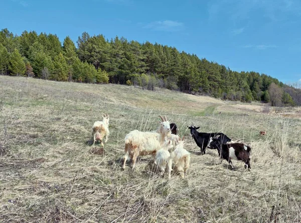 Goats Graze Clearing Forest Sunny Day — Stock Photo, Image