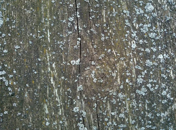 Struttura Una Vecchia Tavola Legno — Foto Stock