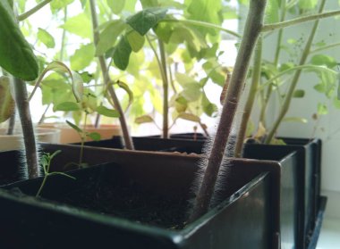 kökleri siyah kaplarda domates fideleri