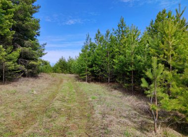 Güneşli bir günde, ormanın yakınındaki yeşil çamlar arasındaki yol açık bir gökyüzüne karşı.