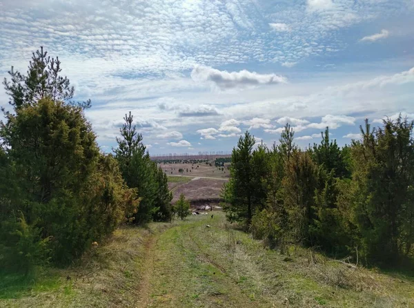 Camino Desde Bosque Entre Los Verdes Pinos Jóvenes Campo Contra —  Fotos de Stock