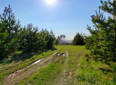 Akşam güneşinde yeşil çam ağaçları arasındaki yolda mavi gökyüzüne karşı.