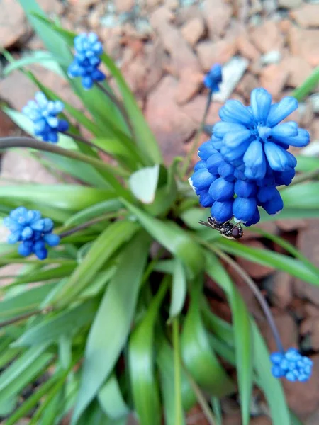 Красива Синя Квітка Саду Фоні Цегляних Чіпсів — стокове фото