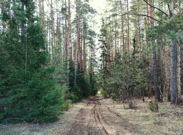 晴れた日には青い空と森の間の道路は — ストック写真