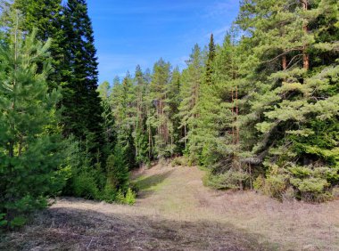 Ormandaki çayır, güneşli bir günde mavi gökyüzüne karşı yeşil çam ağaçlarının arasında.
