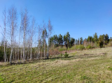 Mavi gökyüzünün arka planında yeşil bir çayırdaki genç huş ağaçları