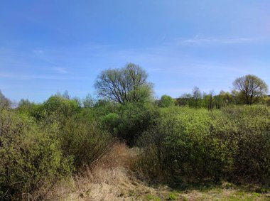Çalı ve ağaçların yeşil yaprakları güneşli bir günde mavi gökyüzüne karşı