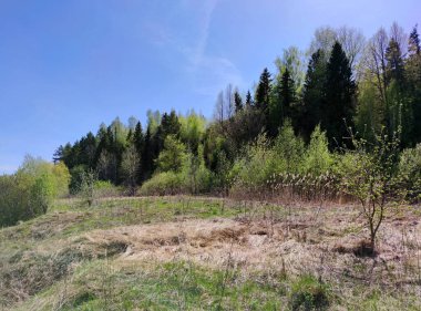 Bir orman yamacının yanında, güneş ışığında mavi bir gökyüzüne karşı.