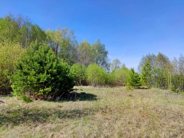 Çayırın yanındaki yeşil ağaçlar güneşli bir günde mavi gökyüzüne karşı