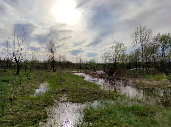 Orilla Verde Del Río Con Árboles Arbustos Agua Del Río —  Fotos de Stock