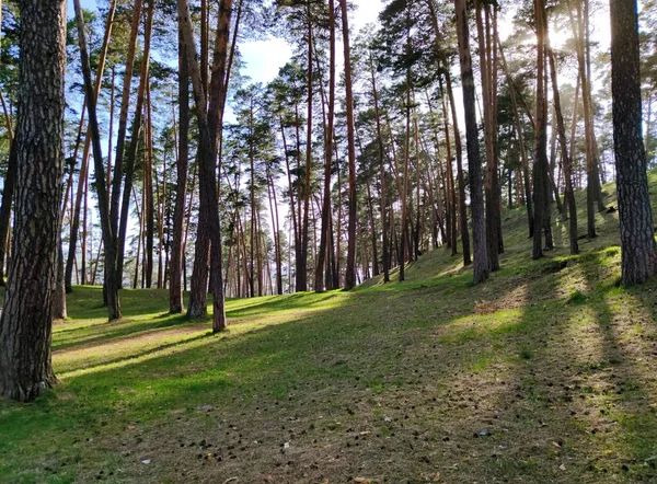Полянка Листьями Лесу Среди Высоких Сосен Против Голубого Неба Солнечный — стоковое фото