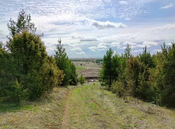 Camino Del Bosque Campo Contra Hermoso Cielo Azul Con Nubes —  Fotos de Stock