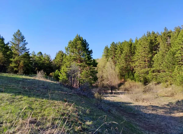 Modrá Obloha Nad Zeleným Borovým Lesem Slunečného Dne — Stock fotografie