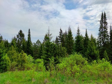 Dağın tepesindeki yeşil ağaçlar bulutlu güzel mavi gökyüzüne karşı.