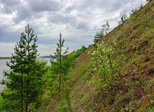 Árboles Jóvenes Una Ladera Cerca Del Río Contra Cielo Con —  Fotos de Stock