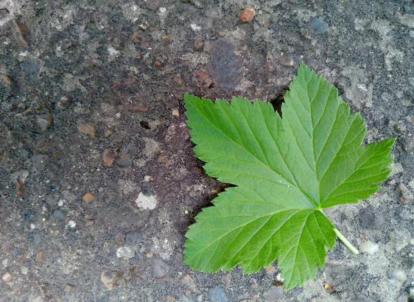 Folha Verde Passa Corinto Encontra Uma Superfície Pedra Cinza — Fotografia de Stock