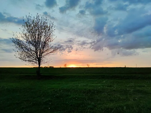 Arbre Solitaire Dans Champ Contre Beau Ciel Couchant — Photo