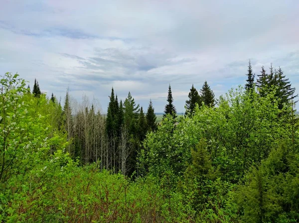 Vacker Utsikt Över Gröna Buskar Och Träd Mot Blå Himmel — Stockfoto