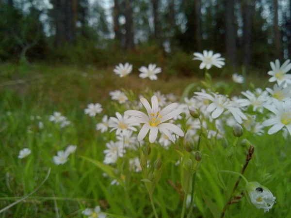 Нежные Белые Цветы Среди Зеленой Травы Лугу Рядом Лесом — стоковое фото