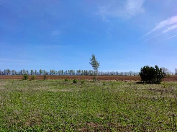 Campos Arados Arados Sol Sobre Fondo Plantación Forestal Cielo Azul —  Fotos de Stock