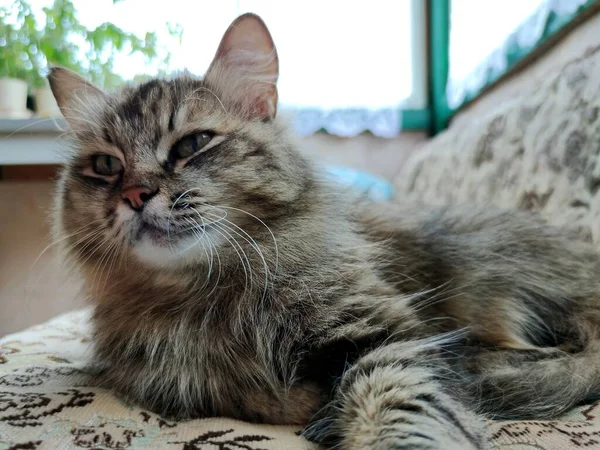 Puszysty Kot Zwężonych Oczach Leży Kanapie Pobliżu Okna Patrzy Oddali — Zdjęcie stockowe