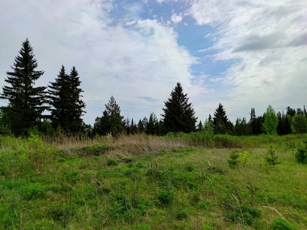 Grüne Wiese Waldrand Vor Einem Schönen Blauen Himmel Mit Wolken — Stockfoto