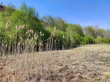 Güneşli bir günde yeşil ağaçlarla kaplı yamaçta kuru otlar ve mavi gökyüzü.