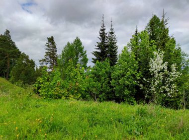 Yeşil çimenli çayır ağaçların yanında yamacın tepesinde gökyüzüne karşı yağmurdan önce bulutlarla