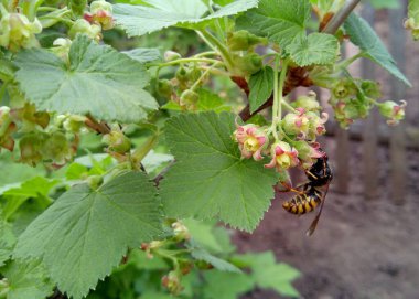Çiçek açan kuşüzümünün yeşil yaprakları arasında pembe bir çiçeğin üzerindeki arı.