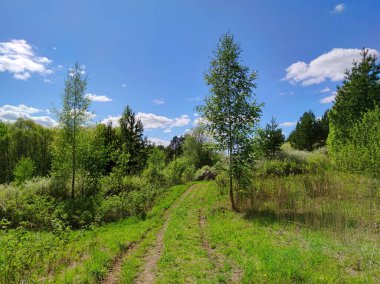 Kırsal yol yeşil çimenlerin ve ağaçların arasında güneşli bir günde mavi gökyüzüne karşı