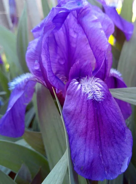 Flor Íris Roxa Com Pétalas Abertas Entre Grama Verde Jardim — Fotografia de Stock